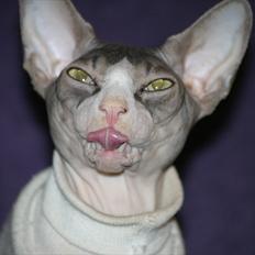 Sphynx Arabo Milas Kepinas