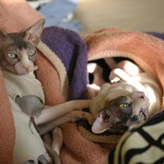 Sphynx Arabo Milas Kepinas