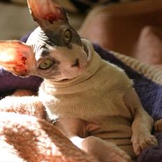 Sphynx Riana Iris Binosh