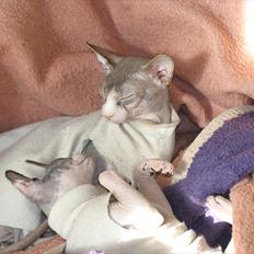 Sphynx Riana Iris Binosh