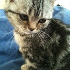 British Shorthair DK Kjáttas Vegas R.I.P 