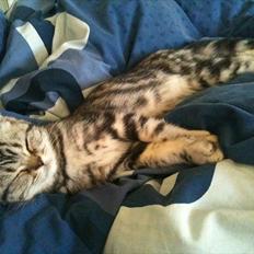 British Shorthair DK Kjáttas Vegas R.I.P 