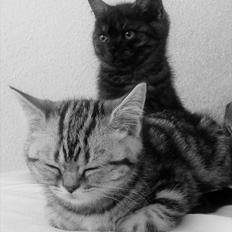 British Shorthair DK Kjáttas Vegas R.I.P 