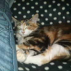 Maine Coon R.I.P Sjina