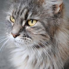 Maine Coon Fiona