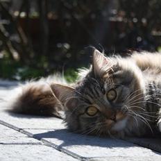 Blanding af racer Pjuske