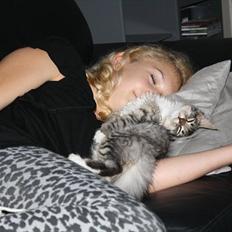 Blanding af racer Pjuske