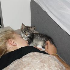 Blanding af racer Pjuske