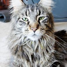 Maine Coon Fernando
