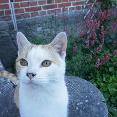 Blanding af racer Mio <3 Drømmekatten<3