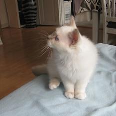 Hellig Birma Chicabee Tenzii