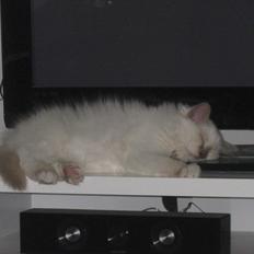 Hellig Birma Chicabee Tenzii