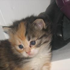 Huskat Zacho´s Freja