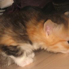 Huskat Zacho´s Freja