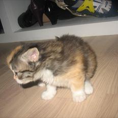 Huskat Zacho´s Freja