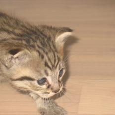 Huskat Zacho´s Tarzan