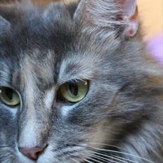 Blanding af racer Bailey