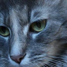 Blanding af racer Bailey