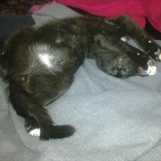 Blanding af racer Tigermis (død. R.I.P)