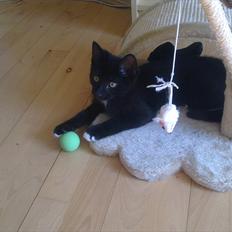 Blanding af racer Tigermis (død. R.I.P)