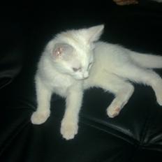 Blanding af racer Musse