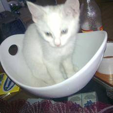 Blanding af racer Musse