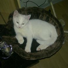 Blanding af racer Musse