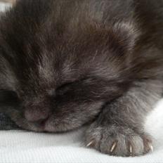 Blanding af racer Tiarah