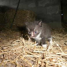 Blanding af racer Vinters Michelangelo *R.I.P*