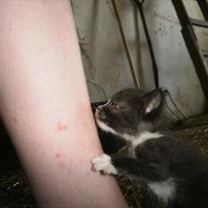 Blanding af racer Vinters Michelangelo *R.I.P*