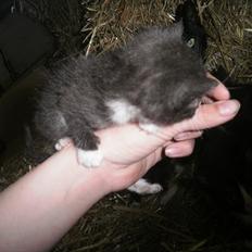 Blanding af racer Vinters Michelangelo *R.I.P*