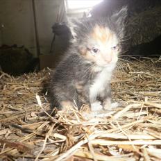 Blanding af racer Vinters Raphael *R.I.P*