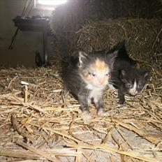 Blanding af racer Vinters Raphael *R.I.P*