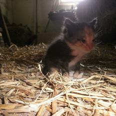 Blanding af racer Vinters Raphael *R.I.P*