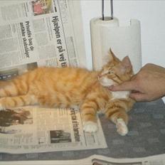 Norsk Skovkat Garfield