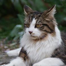 Blanding af racer Malou