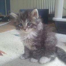 Blanding af racer Fluffy <3