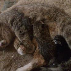 Blanding af racer Fluffy <3