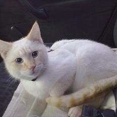 Blanding af racer Simba