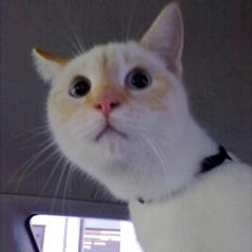 Blanding af racer Simba