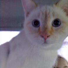 Blanding af racer Simba