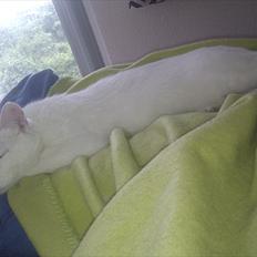 Blanding af racer Silke