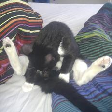 Huskat Figaro aka Figo