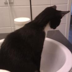 Huskat Figaro aka Figo