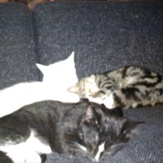 Huskat Figaro aka Figo