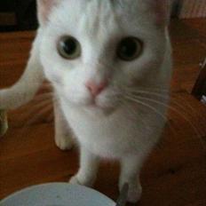 Blanding af racer Silke