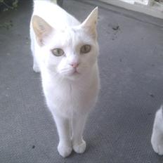 Blanding af racer Silke