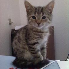 Blanding af racer Paint'Zooy