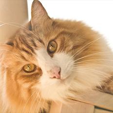 Norsk Skovkat Baltazar