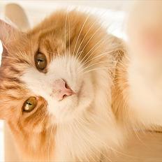 Norsk Skovkat Baltazar